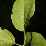 Clematis dioica Blad