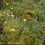 Saxifraga hirculus Hábitos