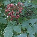 Sambucus nigraПлод