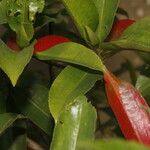 Gordonia fruticosa Owoc