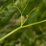 Oenanthe peucedanifolia Floro