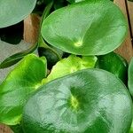 Peperomia polybotrya Лист