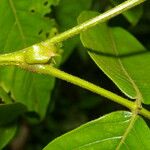 Inga sapindoides Bark