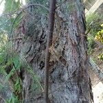 Casuarina equisetifolia Bark