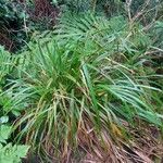 Carex perraudieriana Hoja