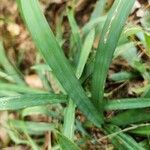 Carex flaccosperma Lehti