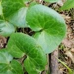 Asarum europaeum 葉