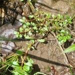 Lythrum portula Leaf