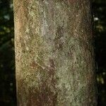 Pouteria reticulata Corteza