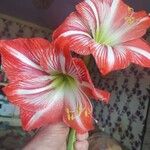 Hippeastrum correiense Flor