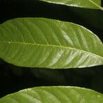 Spondias radlkoferi Hoja