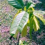 Theobroma cacao Leaf