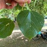 Tilia × euchlora Leaf