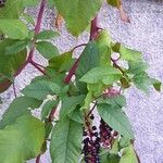 Phytolacca americana Агульны выгляд