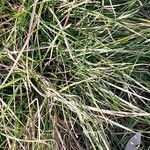 Carex tomentosa List