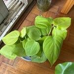 Philodendron cordatum Yaprak