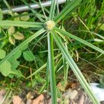 Cyperus aromaticus Floro