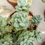 Echeveria derenbergii Foglia