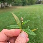 Persicaria maculosaᱥᱟᱠᱟᱢ