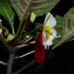 Impatiens niamniamensis Flower