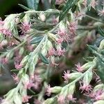 Artemisia princeps Květ
