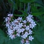 Valeriana dioicaÕis