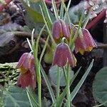 Fritillaria cirrhosa Çiçek