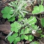 Oxalis incarnata Blad