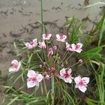 Butomus umbellatus Virág