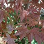 Acer palmatum Leaf