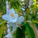 Camellia tsaii Blomma