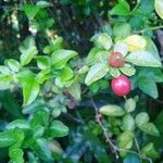 Triphasia trifolia Fruit