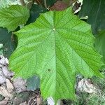 Pterospermum acerifolium Blatt