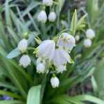 Leucojum aestivumFlower