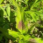 Persicaria virginiana Hoja