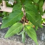 Deutzia crenata Leaf