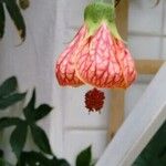 Callianthe striata Flower