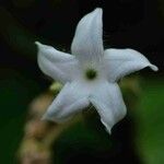 Macroscepis grandiflora Flower