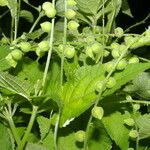 Priva lappulacea 形态