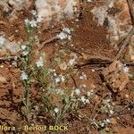 Omphalodes linifolia Bark