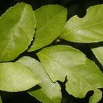 Casearia aculeata Leaf