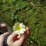 Oenothera laciniata Blatt