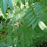 Glycyrrhiza echinata Leaf
