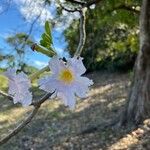 Tabebuia pallida Floare