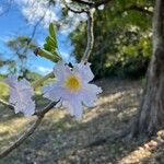 Tabebuia pallida 花