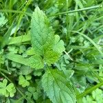 Verbena urticifolia Лист