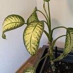 Dieffenbachia seguine Habitus