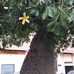 Ceiba insignis Συνήθη χαρακτηριστικά