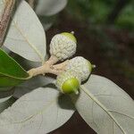 Quercus oleoides Fruct