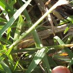 Dichanthium aristatum Leaf